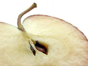 Phytochemicals in apple seeds