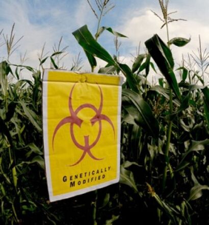 White House Orders Review of GMO Regulations