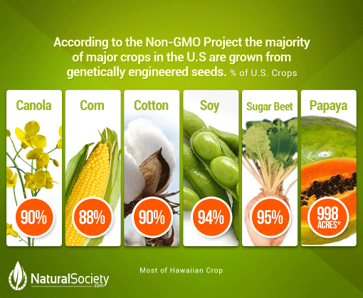 GMO crops
