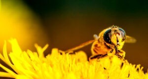 What a World Without Bees Looks Like