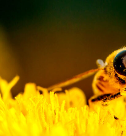 What a World Without Bees Looks Like