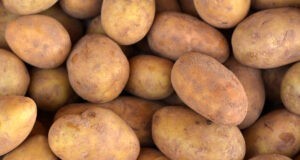 GMO Potato Now Classified as High-Risk | Naked Food Magazine