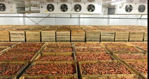 Carrot Storage Facility | Naked Food Magazine